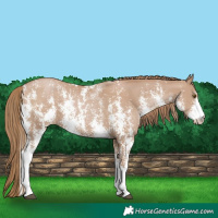 Horse Color:Black Pearl Sabino 