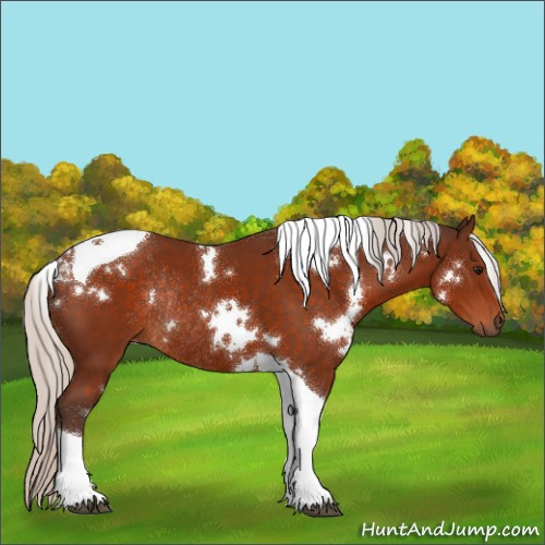 Horse Color:White Spotted Silver Bay Tobiano Rabicano 