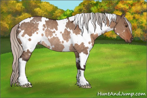 Horse Color:White Spotted Silver Brown Dun Rabicano 