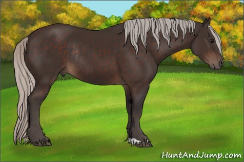 Horse Color:Silver Brown Sabino Rabicano 