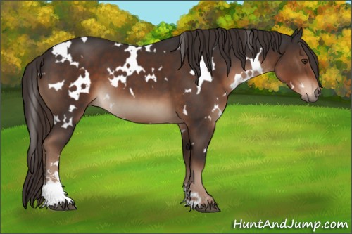 Horse Color:White Spotted Liver Chestnut Sabino 