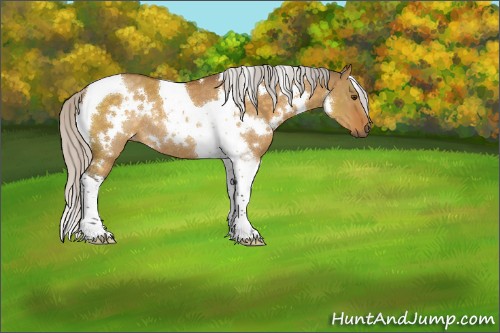 Horse Color:White Spotted Silver Buckskin Dun Tobiano Rabicano 
