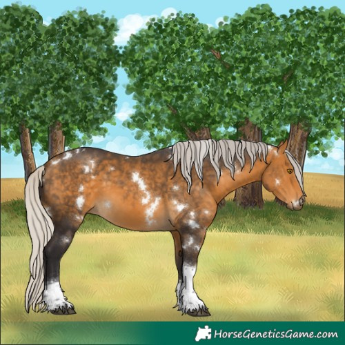 Horse Color:White Spotted Silver Buckskin Tobiano Rabicano