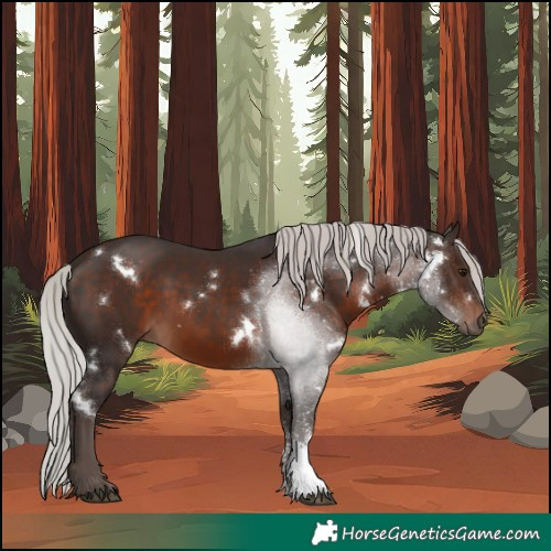 Horse Color:White Spotted Silver Brown Sabino Rabicano