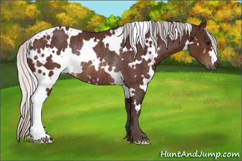Horse Color:White Spotted Silver Brown Rabicano 