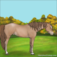Horse Color:Black Pearl Sabino 