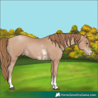 Horse Color:Black Pearl Sabino