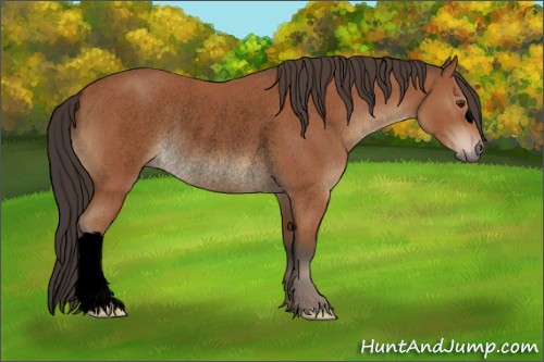 Horse Color:Void Bay Rabicano 