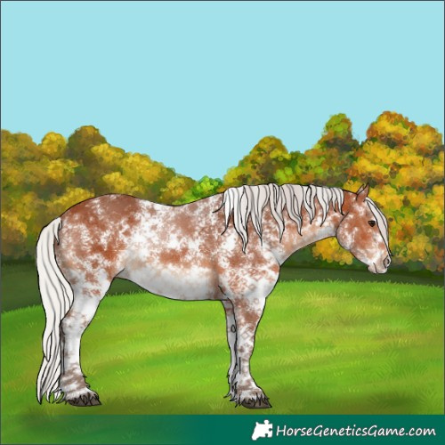 Horse Color:Silver Bay Sabino 