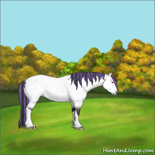 Horse Color:Painted Bay Chinchilla Rabicano 