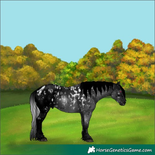 Horse Color:Void Silver Bay Chinchilla Sabino Appaloosa 