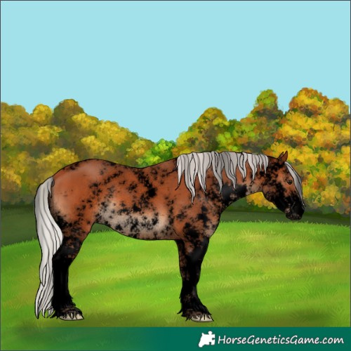Horse Color:Void Silver Bay Sabino 
