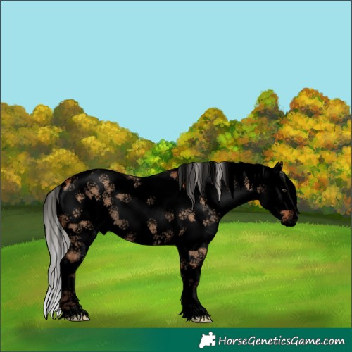 Horse Color:Void Silver Bay Dun Sabino Splash Rabicano 