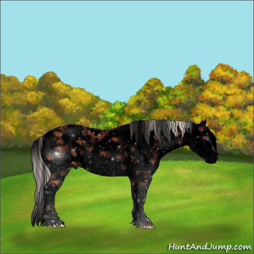 Horse Color:Void Silver Bay Sabino Splash Rabicano 