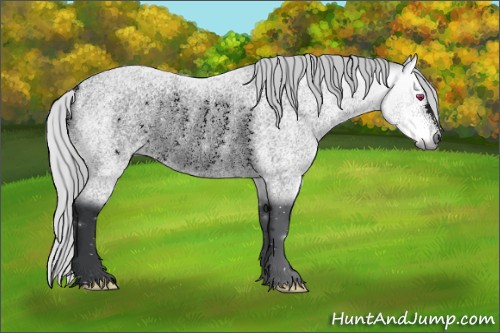 Horse Color:Void Silver Bay Chinchilla Roan Rabicano 