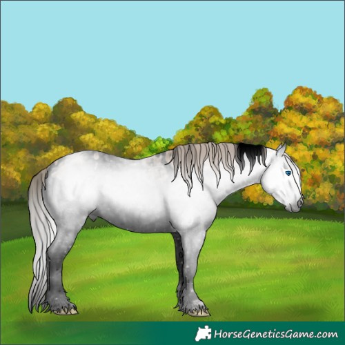 Horse Color:Gray Void White Spotted Silver Bay Ice Dun Splash Rabicano 
