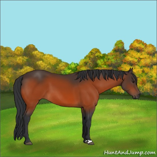 Horse Color:Brown 