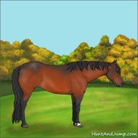 Horse Color:Brown 
