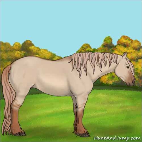 Horse Color:Red Dun