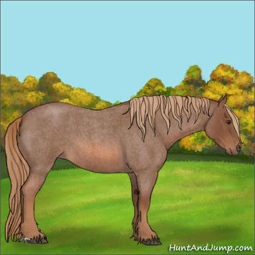 Horse Color:Red Roan 