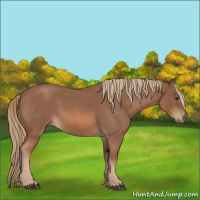 Horse Color:Red Roan 