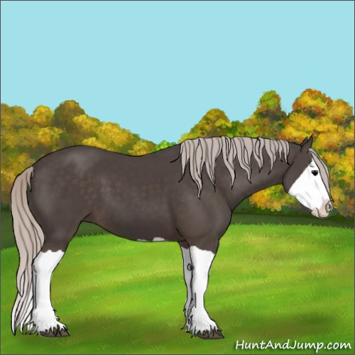 Horse Color:Silver Black Splash 