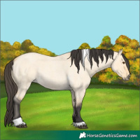 Horse Color:Buckskin Roan Dun Tobiano 