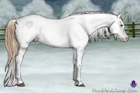 Horse Color:Chestnut Appaloosa 