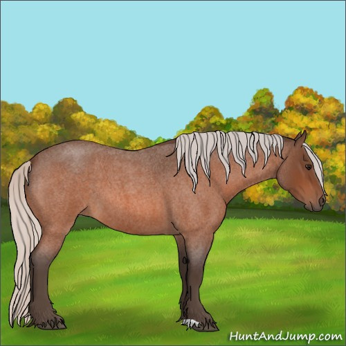 Horse Color:Silver Bay Roan 