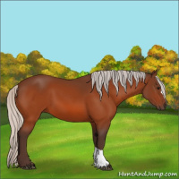 Horse Color:Silver Bay 