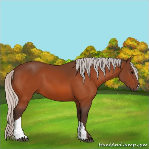 Horse Color:Silver Bay 