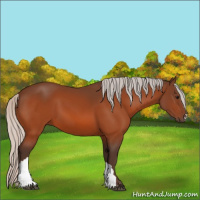 Horse Color:Silver Bay 