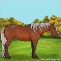 Horse Color:Silver Bay 