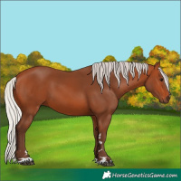 Horse Color:Silver Bay 