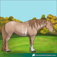 Horse Color:Black Pearl Sabino 