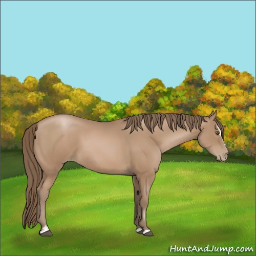 Horse Color:Black Pearl Sabino