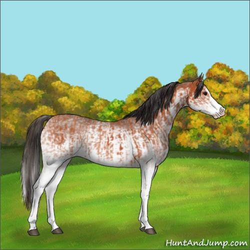 Horse Color:White Spotted Bay Splash and White Spotted Bay Splash