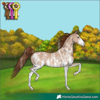 Horse Color:Red Dun Sabino