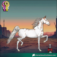 Horse Color:Silver Bay Sabino Frame Appaloosa 