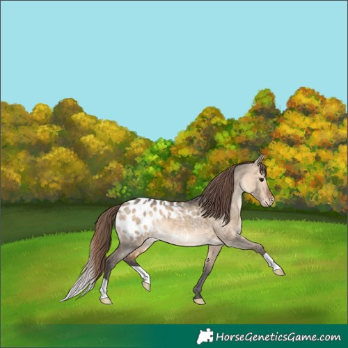 Horse Color:Bay Dun Appaloosa 