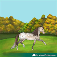Horse Color:Bay Dun Appaloosa
