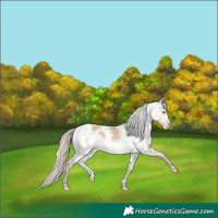 Horse Color:White Spotted Chocolate Palomino Dun Varnish 