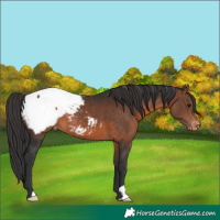 Horse Color:Brown Appaloosa