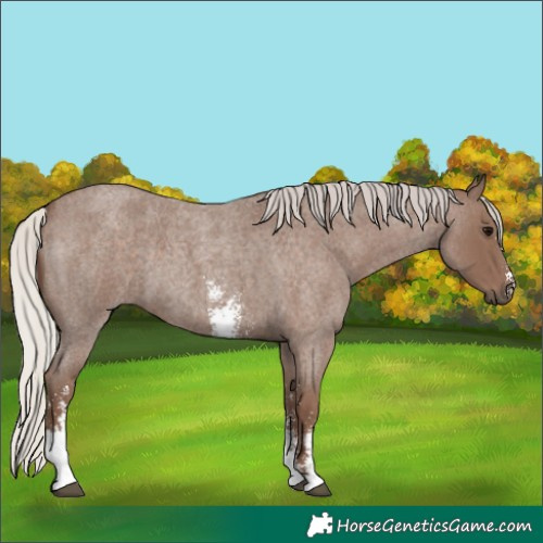 Horse Color:Silver Blue Roan Sabino 