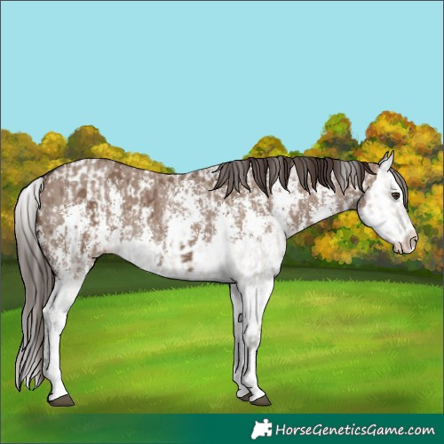 Horse Color:Liver Red Dun Sabino Splash Blanket and Liver Red Dun Sabino Splash