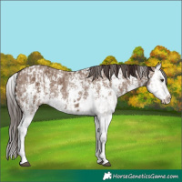 Horse Color:Liver Red Dun Sabino Splash Appaloosa  and Liver Red Dun Sabino Splash 