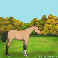 Horse Color:Bay Dun 