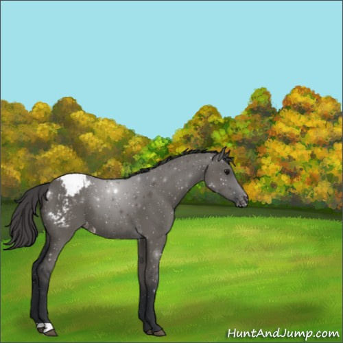 Horse Color:Grullo Appaloosa 