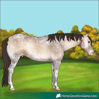 Horse Color:Bay Ice Onyx Appaloosa 