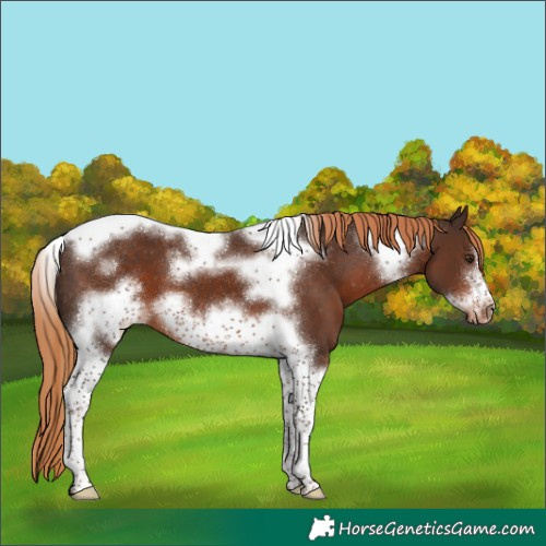 Horse Color:Liver Chestnut Tobiano Frame Appaloosa 
